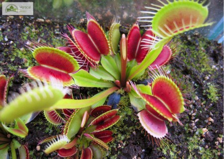 Dionaea Muscipula
